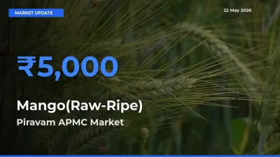 Piravam APMC Offers ₹5,000 – Highest Mango(Raw-Ripe) Rate Today