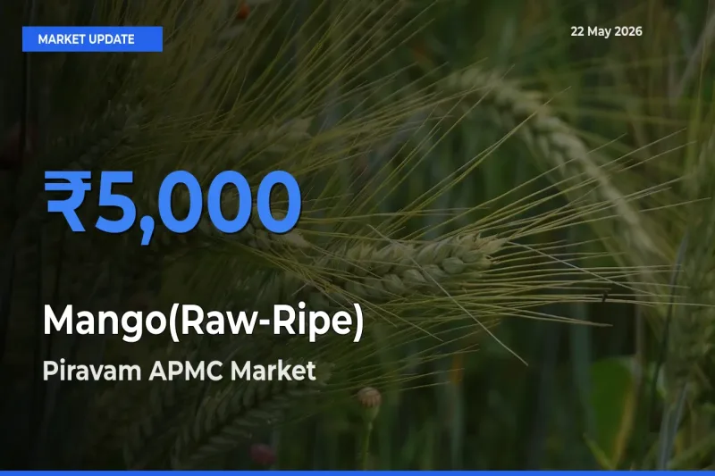 Piravam APMC Offers ₹5,000 – Highest Mango(Raw-Ripe) Rate Today