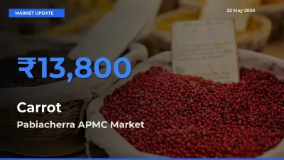 Pabiacherra APMC Records Highest ₹13,800 Rate for Carrot