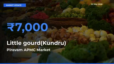 Market Watch: Piravam APMC Becomes Top Mandi for Little gourd(Kundru)