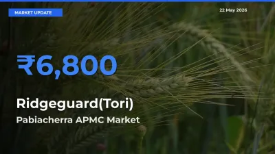 Pabiacherra APMC Leads as Top Mandi for Ridgeguard(Tori) Prices