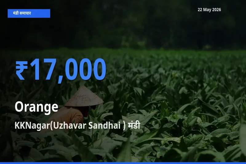 आज संतरा के सबसे ज़्यादा दाम KKNagar(Uzhavar Sandhai ) मंडी में दर्ज