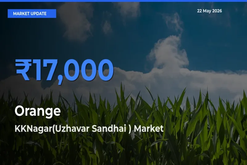 Top Performer! KKNagar(Uzhavar Sandhai ) Offers Best Orange Price Today