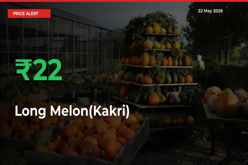 Long Melon(Kakri) Mandi Rate Today: Prices Jump 22% at Market