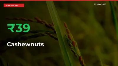 Sudden 39.24% Rally in Cashewnuts Prices Across Mandis
