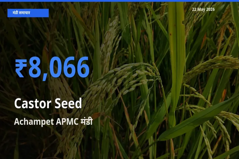 Achampet APMC में अरंडी का बीज का आज सबसे ऊँचा भाव