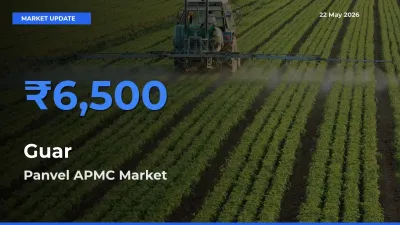 Panvel APMC Records Highest ₹6,500 Rate for Guar