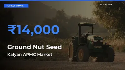 Kalyan APMC Tops Ground Nut Seed Mandi Rates Today