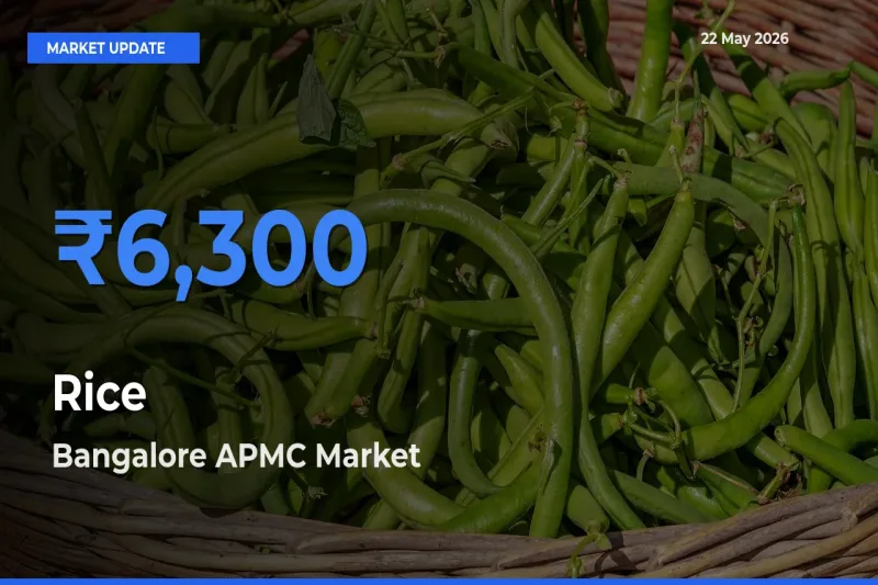 Rice Mandi Rate Today: Bangalore APMC Tops the List