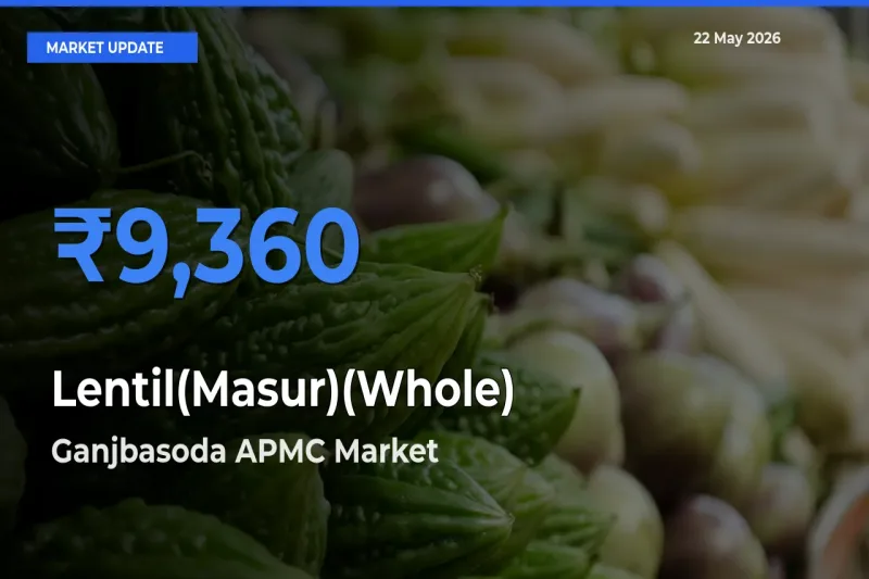 Market Watch: Ganjbasoda APMC Becomes Top Mandi for Lentil(Masur)(Whole)