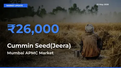 Mumbai APMC Records Highest ₹26,000 Rate for Cummin Seed(Jeera)