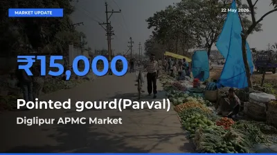 Diglipur APMC Emerges as Top Mandi for Pointed gourd(Parval) Prices Today