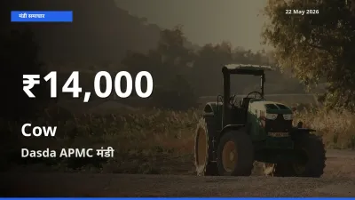 Dasda APMC में गाय के दाम 30 दिन के न्यूनतम स्तर पर, आज का मंडी भाव देखें