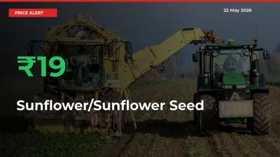 Sharp Jump! Sunflower/Sunflower Seed Prices Climb 18.73% in 24 Hours at Key Mandis