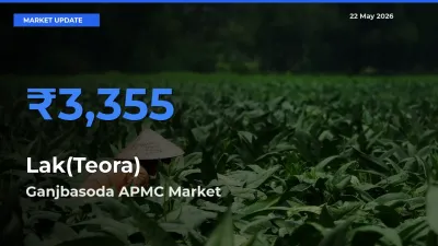 Ganjbasoda APMC Records Highest ₹3,355 Rate for Lak(Teora)