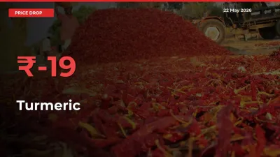 19.17% Drop in Turmeric Prices – Mandi Sees Sudden Fall