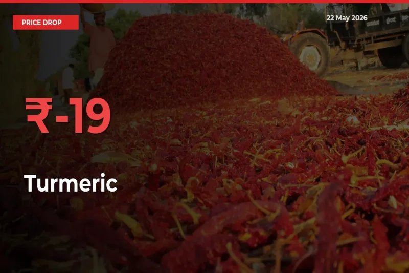 19.17% Drop in Turmeric Prices – Mandi Sees Sudden Fall