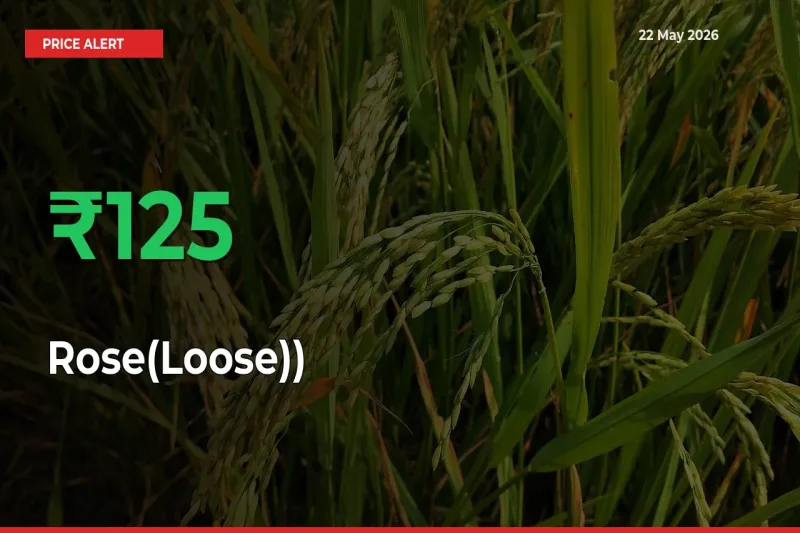 125% Spike in Rose(Loose)) Prices – Mandi Sees Sudden Rally