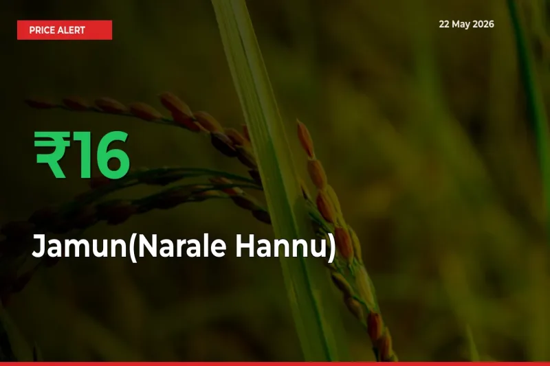 Jamun(Narale Hannu) Prices Rise 16.03% in a Day at Major Mandis