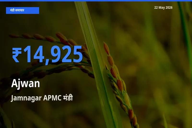 आज अजवाइन के सबसे ज़्यादा दाम Jamnagar APMC मंडी में दर्ज