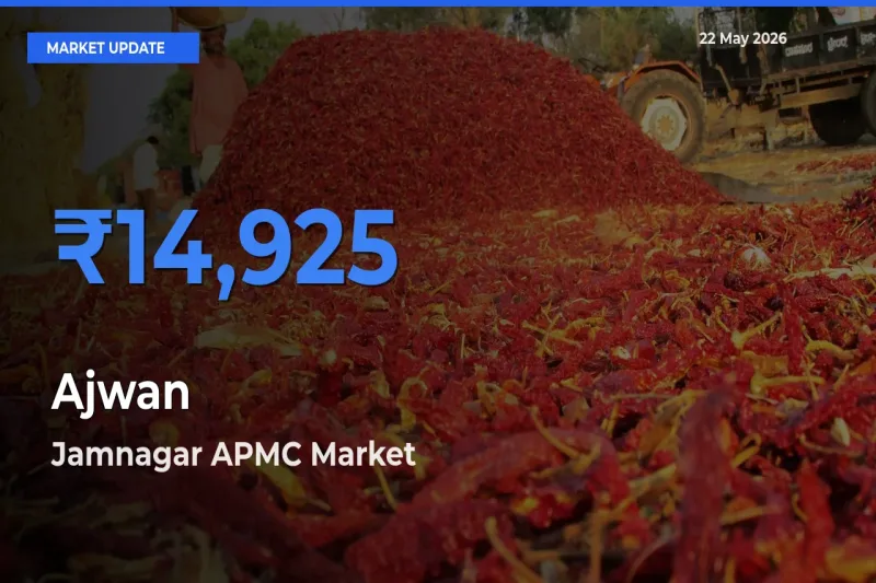 Jamnagar APMC Emerges as Top Mandi for Ajwan Prices Today
