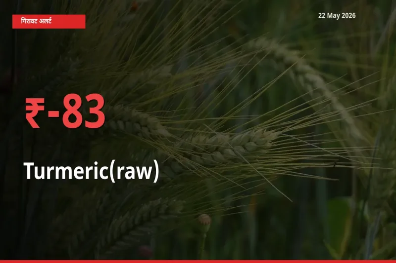 हल्दी (कच्ची) 82.54% गिरा, मंडी