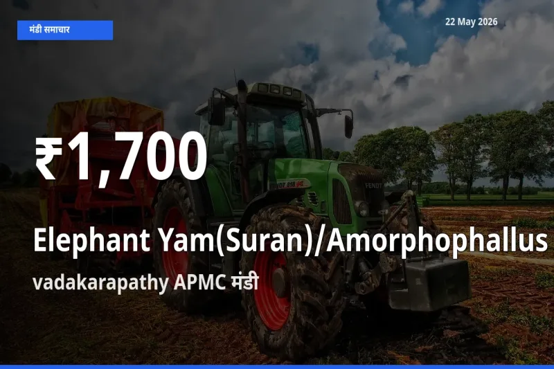 vadakarapathy APMC में जिमीकंद (सूरन) के दाम 30 दिन के न्यूनतम स्तर पर, आज का मंडी भाव देखें