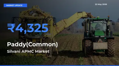 Top Performer! Silvani APMC Offers Best Paddy(Common) Price Today