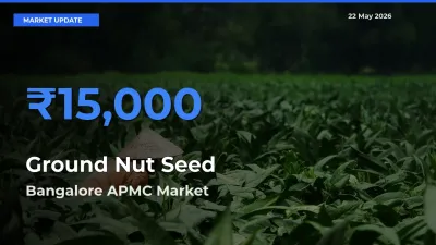 Bangalore APMC Records Highest ₹15,000 Rate for Ground Nut Seed