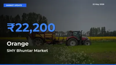 SMY Bhuntar Emerges as Top Mandi for Orange Prices Today