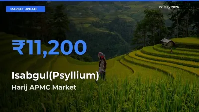 Harij APMC Leads as Top Mandi for Isabgul(Psyllium) Prices