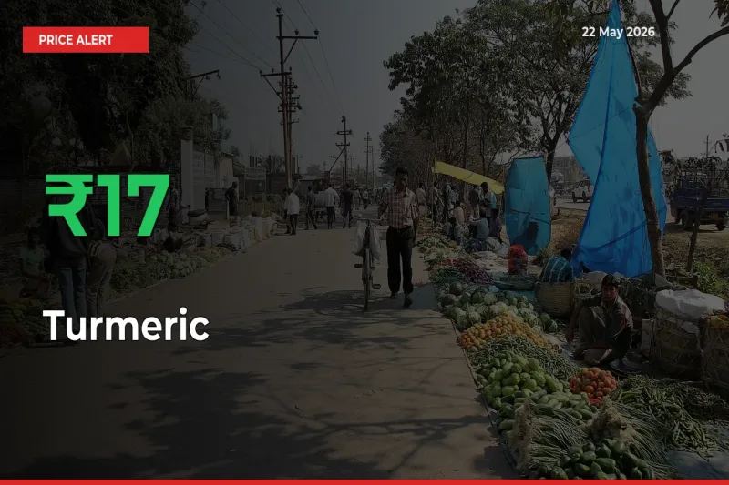 Farmers Cheer as Turmeric Prices Surge 17.43% in Local Mandis