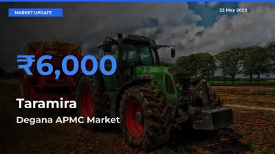 Farmers Prefer Degana APMC as Taramira Hits Highest Rate