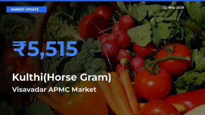 Visavadar APMC Tops Kulthi(Horse Gram) Rates – May 22 Market Update