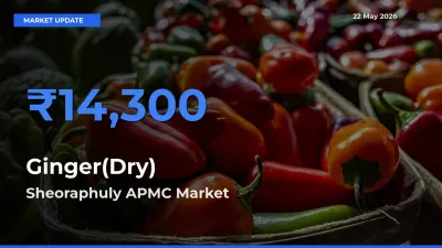 Sheoraphuly APMC Leads as Top Mandi for Ginger(Dry) Prices
