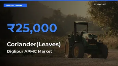 Diglipur APMC Emerges as Top Mandi for Coriander(Leaves) Prices Today