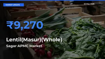 Sagar APMC Records Highest ₹9,270 Rate for Lentil(Masur)(Whole)