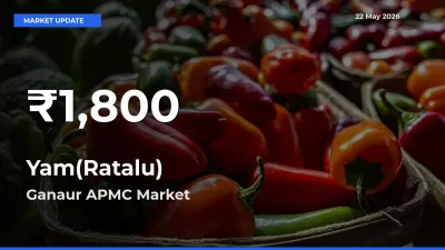 Yam(Ratalu) Falls to ₹1,800 in Ganaur APMC – 30-Day Lowest Rate