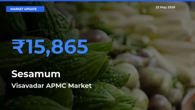Visavadar APMC Tops Sesamum Mandi Rates Today