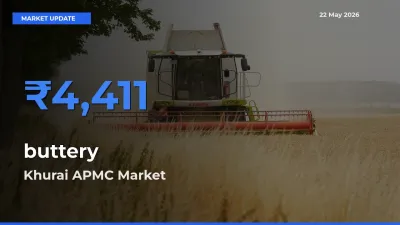 Khurai APMC Tops buttery Rates – May 22 Market Update