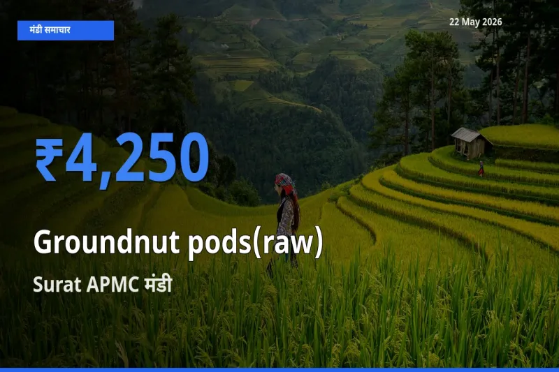 आज का मंडी भाव: कच्ची मूंगफली (फली सहित) के सबसे ज़्यादा दाम Surat APMC में