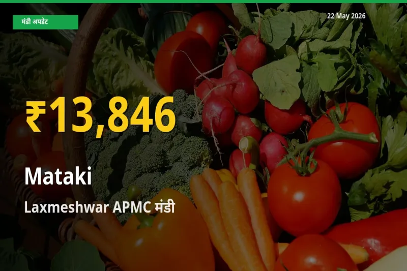 मटकी के दामों में रिकॉर्ड तेज़ी, Laxmeshwar APMC