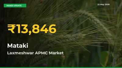 Mataki Prices Soar to Record High in Laxmeshwar APMC – Farmers Alert Today