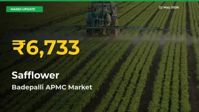 Safflower Hits Fresh High in Badepalli APMC Today