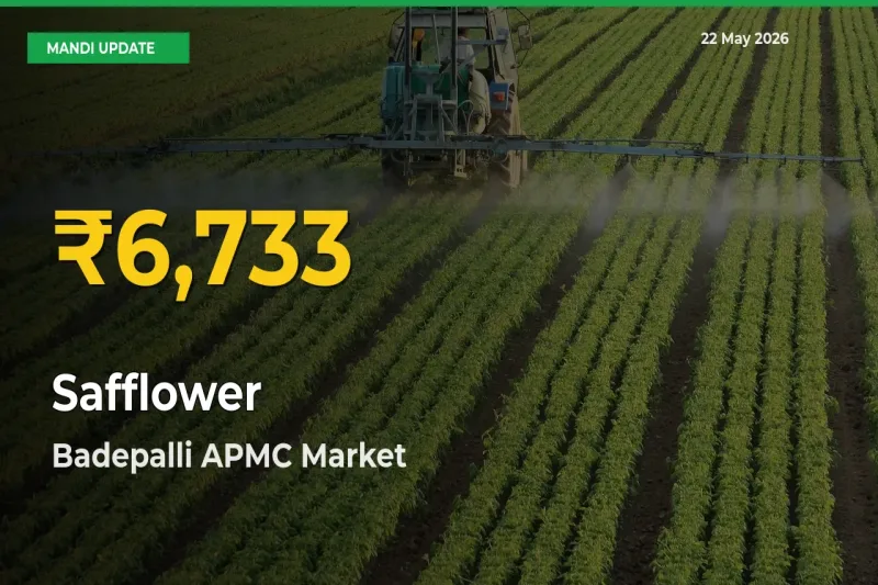 Safflower Hits Fresh High in Badepalli APMC Today