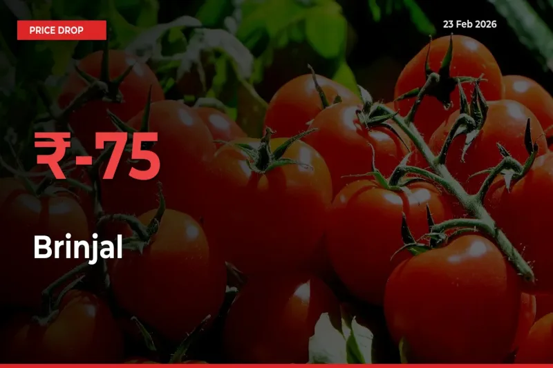 Brinjal Prices Drop 74.83% – February 23 Market Update from Mandis