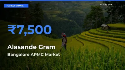 Bangalore APMC Offers ₹7,500 – Highest Alasande Gram Rate Today