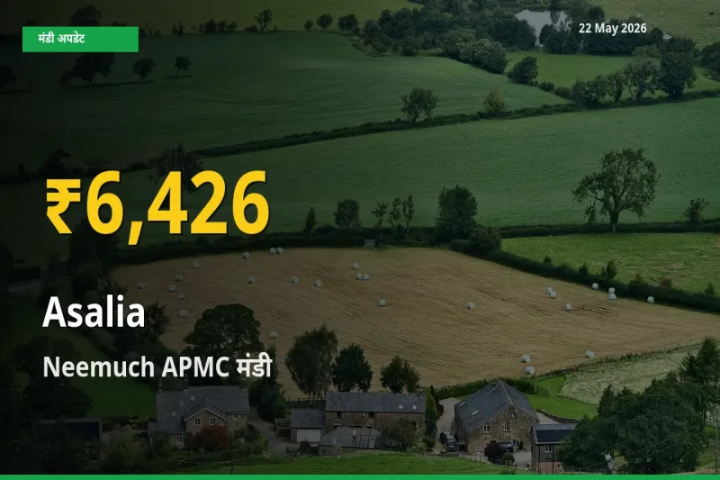 22 May अपडेट: Neemuch APMC में असालिया (चंसुर बीज) के दाम रिकॉर्ड स्तर पर