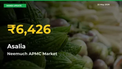 Asalia Price Rally Continues – Neemuch APMC Hits Fresh High Today