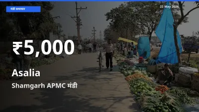 रिकॉर्ड गिरावट नहीं, लेकिन 30 दिन का न्यूनतम! Shamgarh APMC में असालिया (चंसुर बीज) के दाम फिसले
